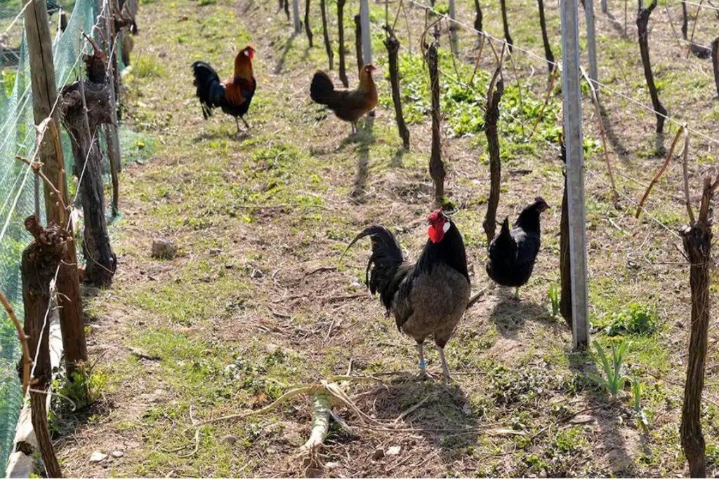 Gite L'Oeuf Ou La Poule, Parking Prive, Sur Domaine Viticole Ribeauvillé Екстериор снимка